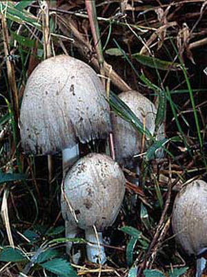 Як виглядають гриби-гнойовик