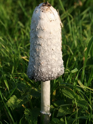 Як виглядають гриби-гнойовик