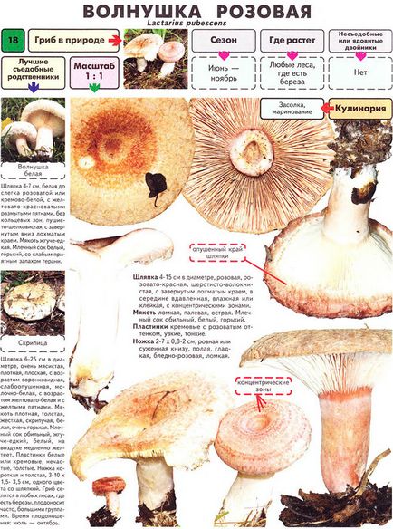 Як виглядають гриби волжанки і як їх готують