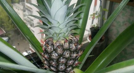Cum să crească ananasul de la fructele cumpărate în magazin, trucurile vieții