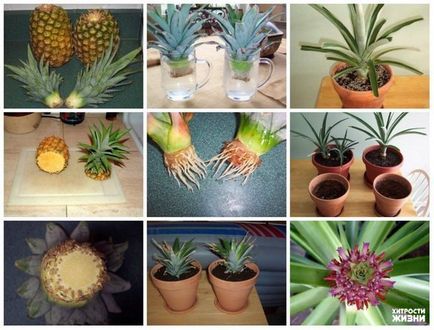 Hogyan növekszik egy ananász boltban vásárolt gyümölcs, az élet trükkök
