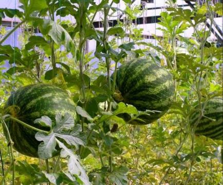 Hogyan növekszik egy görögdinnye, válassza vetőmagok és ültetési anyagok