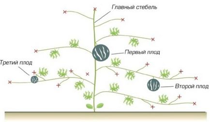 Cum să crească pepene verde, alege semințe și material de plantare