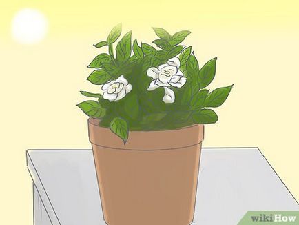 Cum să crești gardenia în ghivece