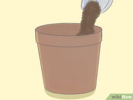 Cum să crești gardenia în ghivece