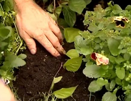 Cum să crești kiwi pe parcelă, casă și grădină