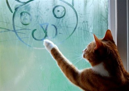 Як закрити вікно від кішок, безпеку кішок в вікнах