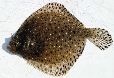 Flounder, conținutul său de calorii și proprietăți utile