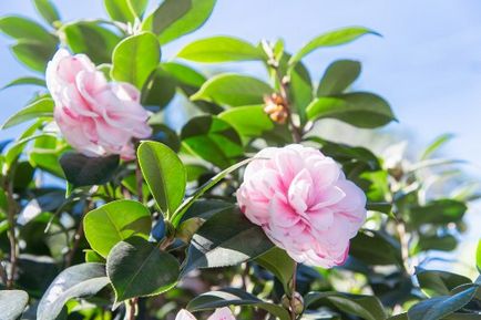 Cultivarea Camellia și îngrijirea la domiciliu, fotografie, varietate