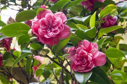 Cultivarea Camellia și îngrijirea la domiciliu, fotografie, varietate