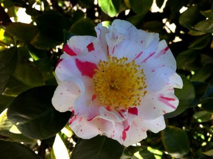 Cultivarea Camellia și îngrijirea la domiciliu, fotografie, varietate