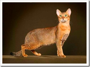 Reed cat - animal de pradă sau pisică domestică