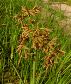 Ferma cu lac de la Reed 1