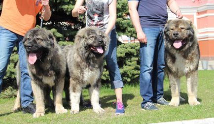 Kavkavskaya Shepherd pepinieră Privolzhsky amulet, câine ciobănesc caucazian, vânzarea de pui caucazian 1