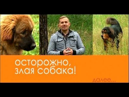 Kaukázusi juhászkutya - hogyan lehet a diéta