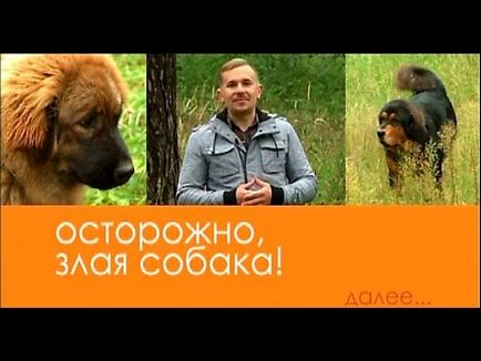 Kaukázusi juhászkutya - hogyan étrend (hányszor kell etetni a kaukázusi juhászkutya) Kaukázusi juhászkutya - hogyan lehet a diéta