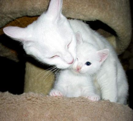 Miért álom egy fehér macska álomértelmezés