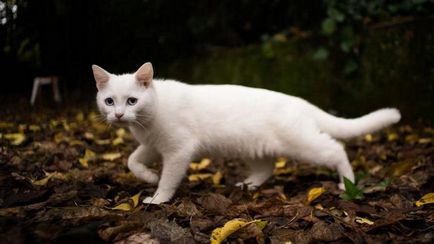 Miért álom egy fehér macska álomértelmezés