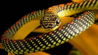 Ce au uciderea șerpilor în interpretare comună și în cărțile de vis populare, video