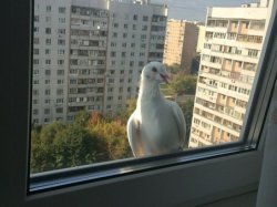 До чого стукає голуб у вікно (прикмета)