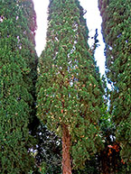 Cypress este piramidă veșnic verde (cupressus sempervirens)