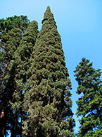 Cypress este piramidă veșnic verde (cupressus sempervirens)