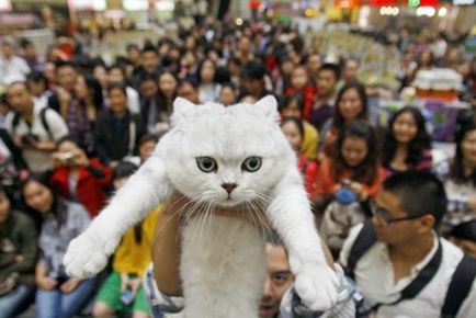Китайці скуповують кішок і собак в росії