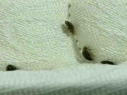 Bedbugs, lenjerie, mobilier