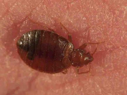 Bedbugs, lenjerie, mobilier