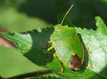 Bug fűrészáru - így néz ki, hogy mit eszik, és hogyan lehet megszabadulni