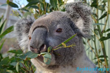 Koala Ausztráliában, anywayfree