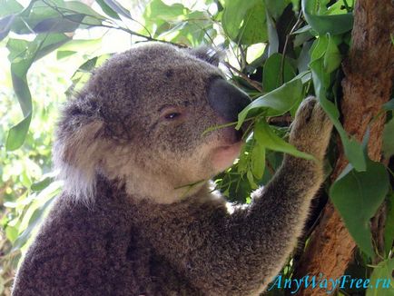 Koala în Australia, oricum