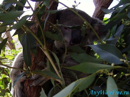 Koala în Australia, oricum