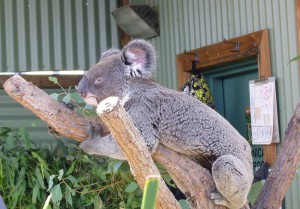 Koala în Australia, oricum