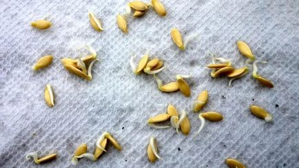 Când și cum se pregătesc semințele de castraveți pentru însămânțarea răsadurilor