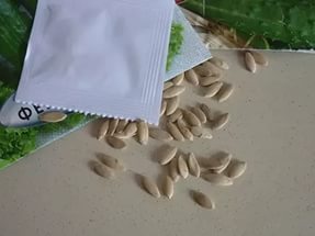 Când și cum se pregătesc semințele de castraveți pentru însămânțarea răsadurilor