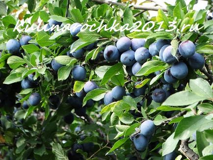 Compote de prune cu gropi pentru iarna - gatiti delicios, frumos si acasa!