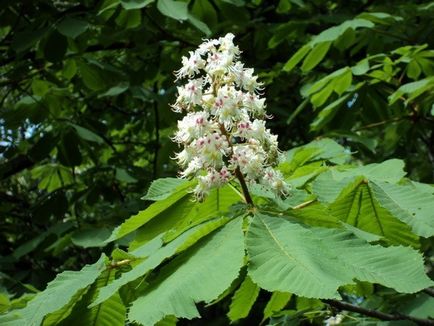 Calitatea proprietatilor medicinale de castane si aplicarea contraindicatiilor, o calatorie in lumea naturii