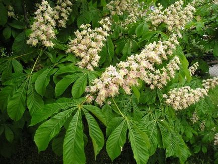 Calitatea proprietatilor medicinale de castane si aplicarea contraindicatiilor, o calatorie in lumea naturii