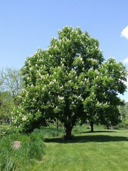 Calitatea proprietatilor medicinale de castane si aplicarea contraindicatiilor, o calatorie in lumea naturii