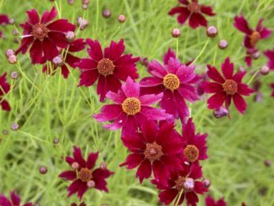 Coreopsis plantare perene și reproducere fertilizare de îngrijire