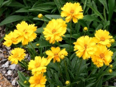 Coreopsis plantare perene și reproducere fertilizare de îngrijire