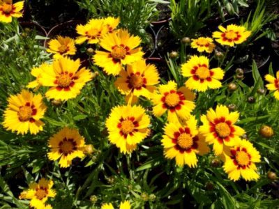 Coreopsis plantare perene și reproducere fertilizare de îngrijire