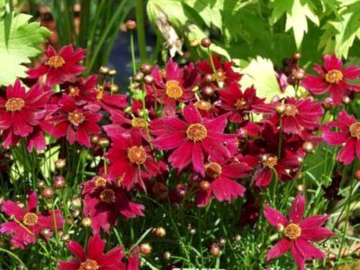 Coreopsis plantare perene și reproducere fertilizare de îngrijire