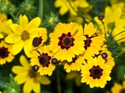 Coreopsis plantare perene și reproducere fertilizare de îngrijire