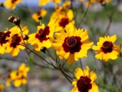 Coreopsis plantare perene și reproducere fertilizare de îngrijire