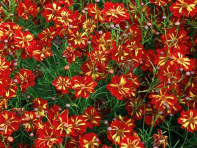 Coreopsis plantare perene și reproducere fertilizare de îngrijire