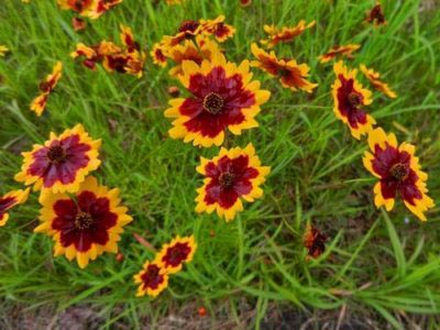 Coreopsis plantare perene și reproducere fertilizare de îngrijire