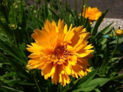 Coreopsis plantare perene și reproducere fertilizare de îngrijire