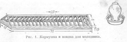 годування молодняка